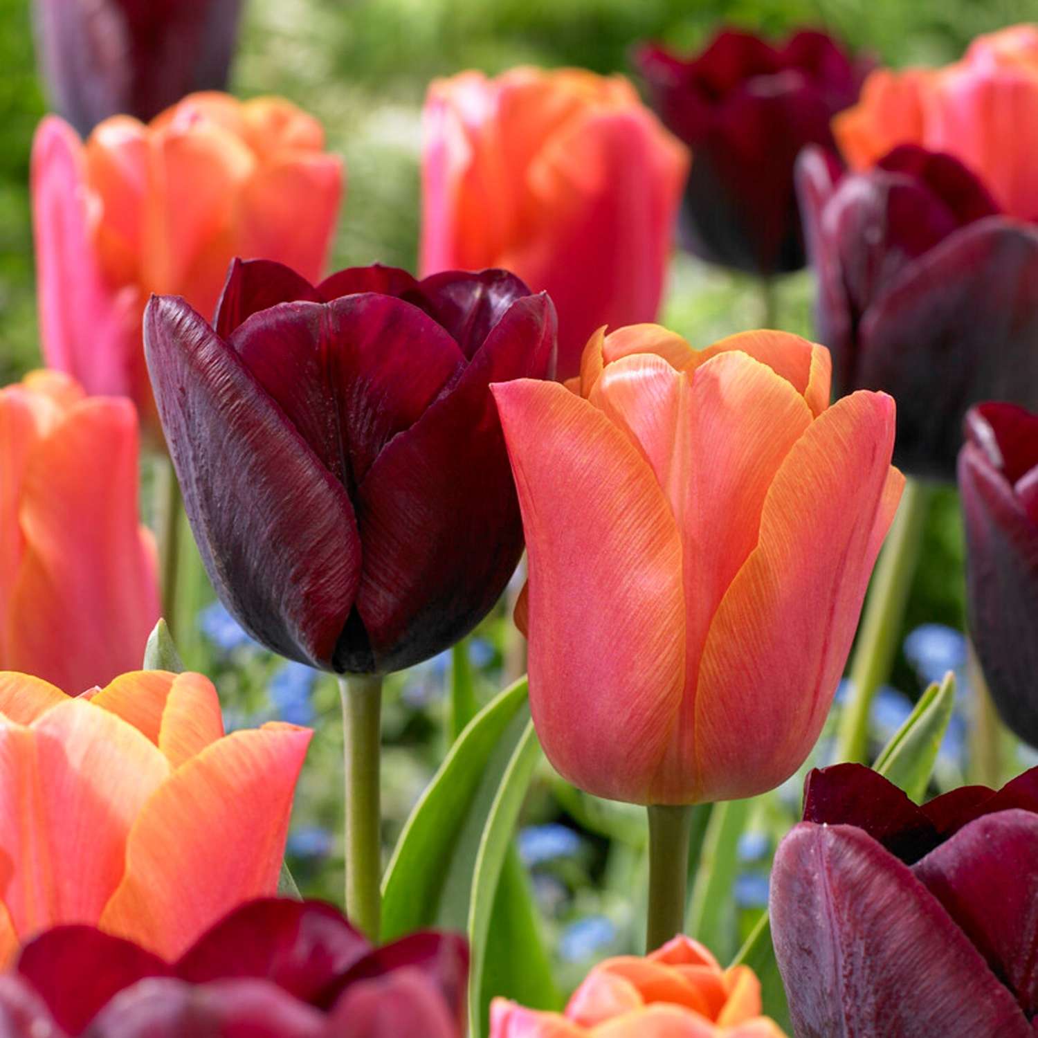 Tulpenmischung 'Hugo' - Løgblanding