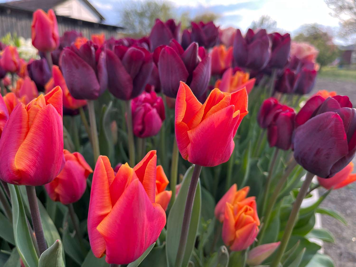 Tulpenmischung 'Hugo' - Løgblanding