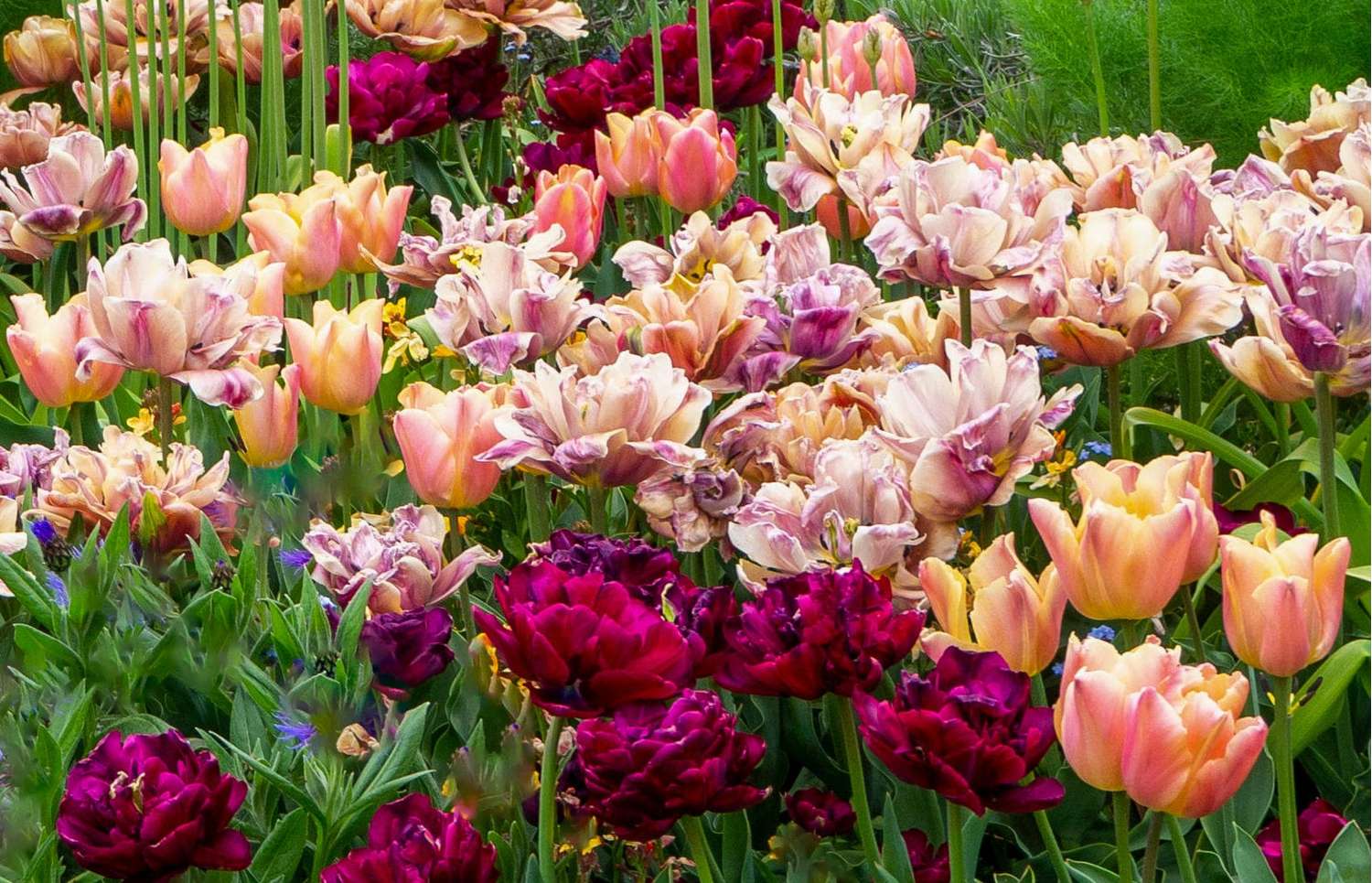 Tulpenmischung 'Katja' - Tulipanblanding