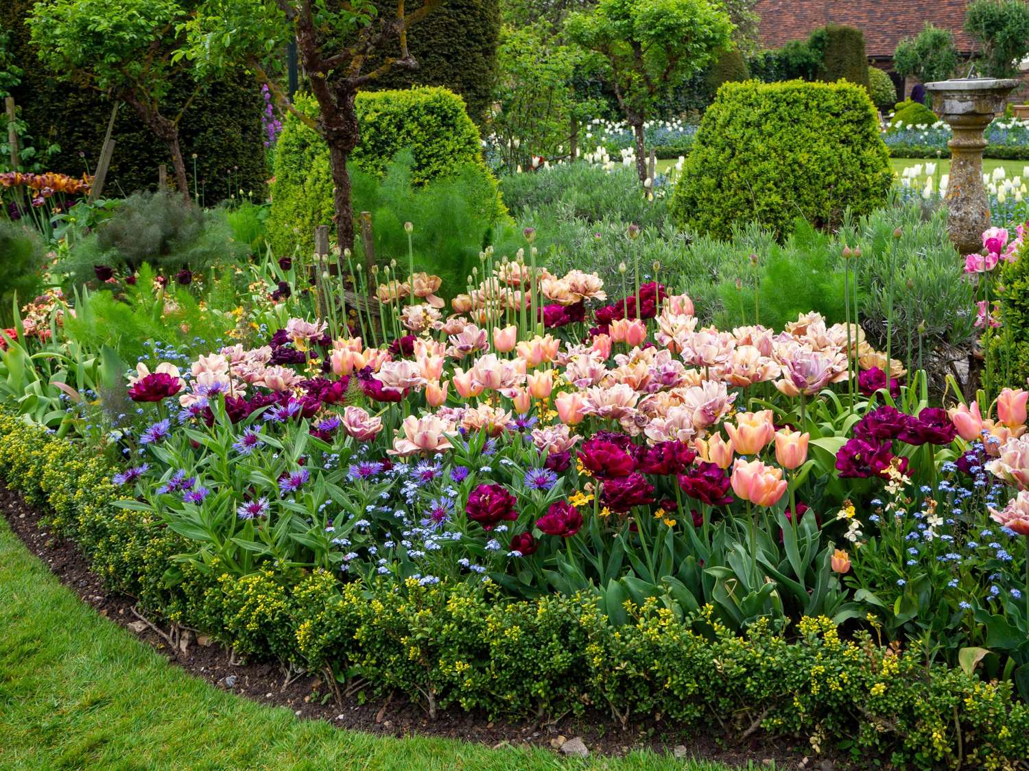 Tulpenmischung 'Katja' - Tulipanblanding