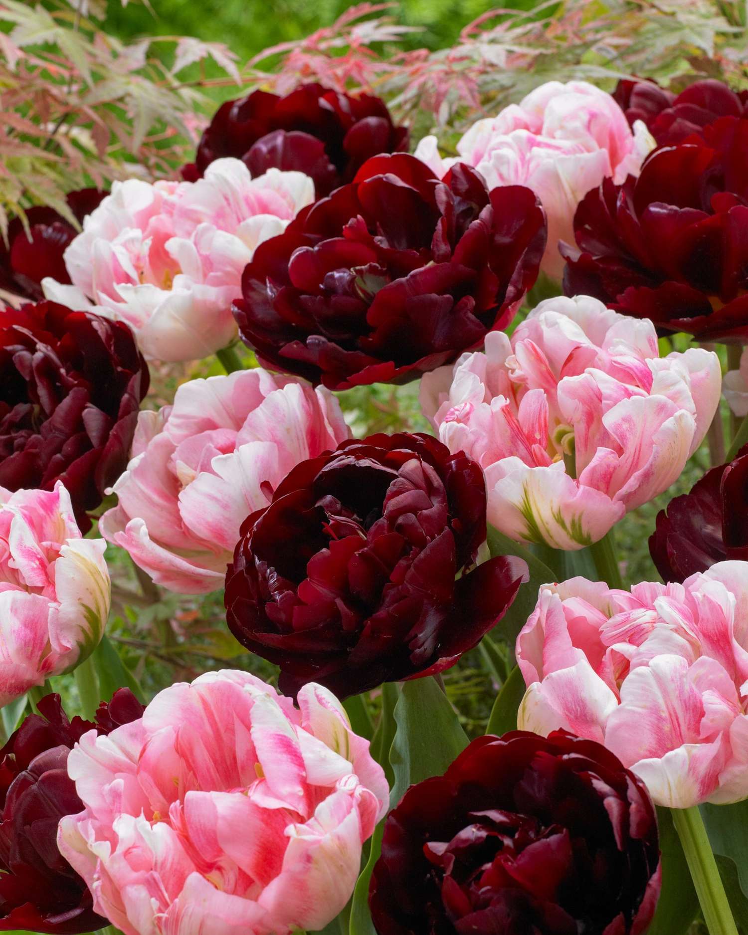 Tulpenmischung 'Mia' - Løgblanding