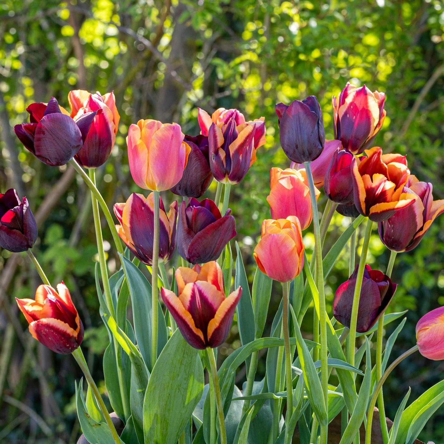Tulpenmischung 'Molly'
