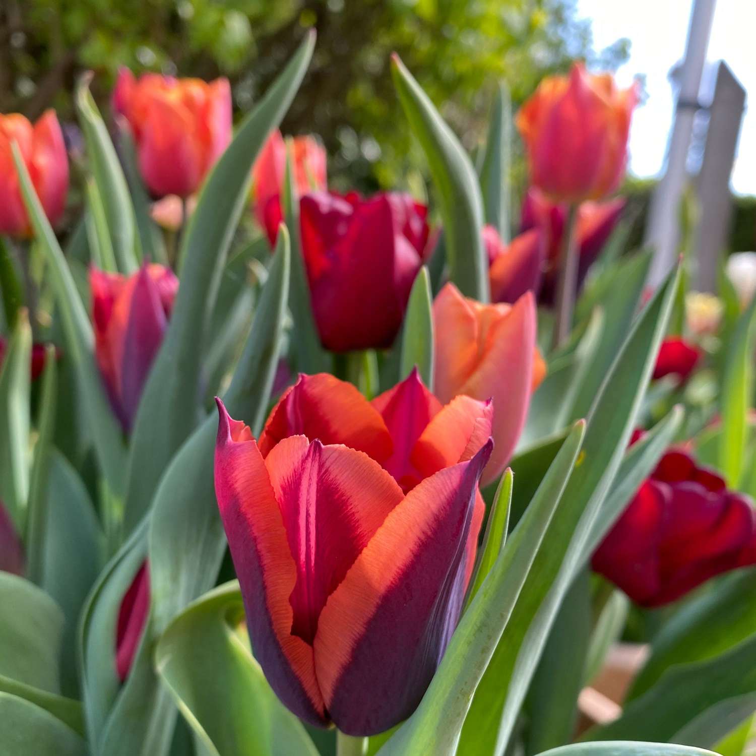 Tulpenmischung 'Molly'