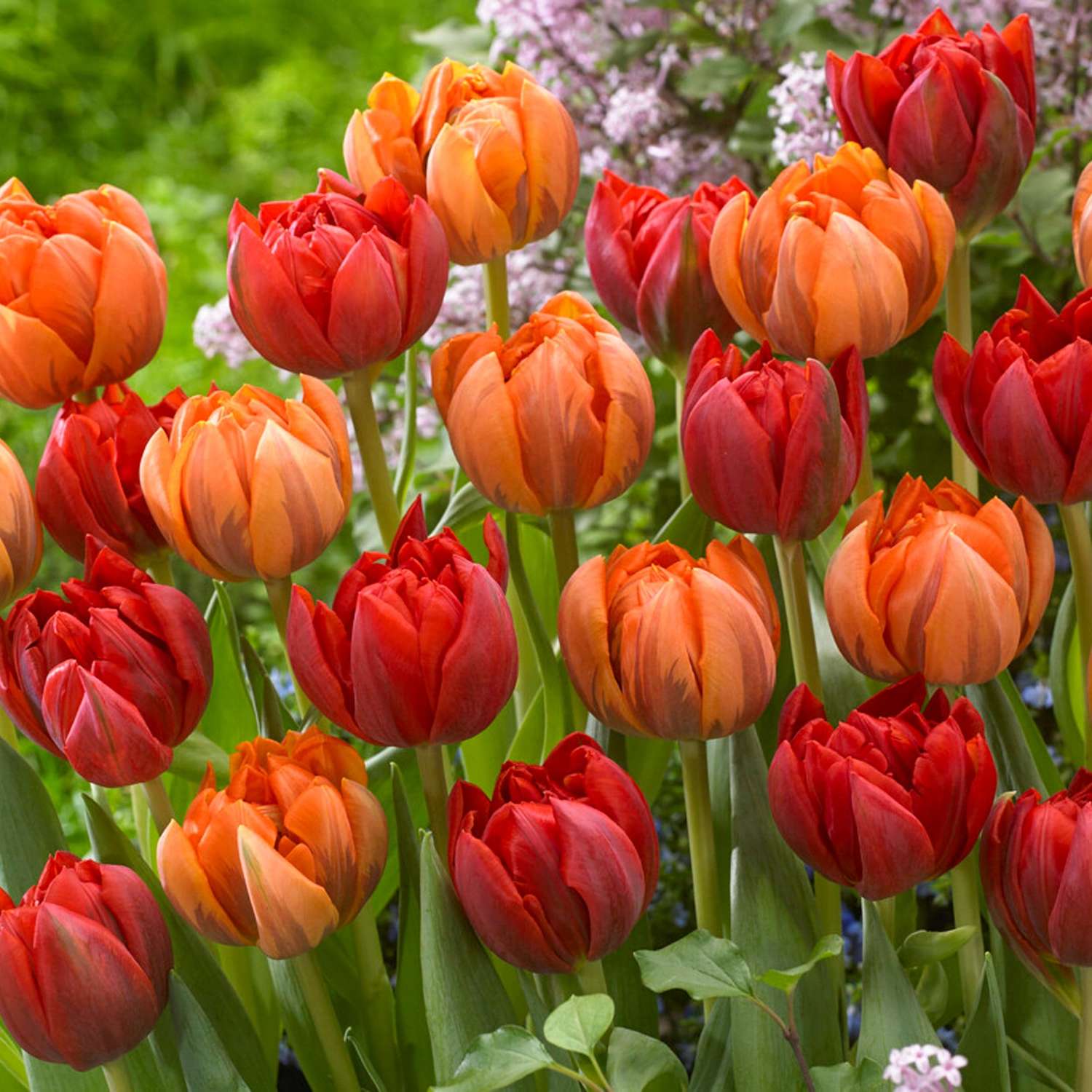 Tulpenmischung 'Peony Girl' - Løgblanding