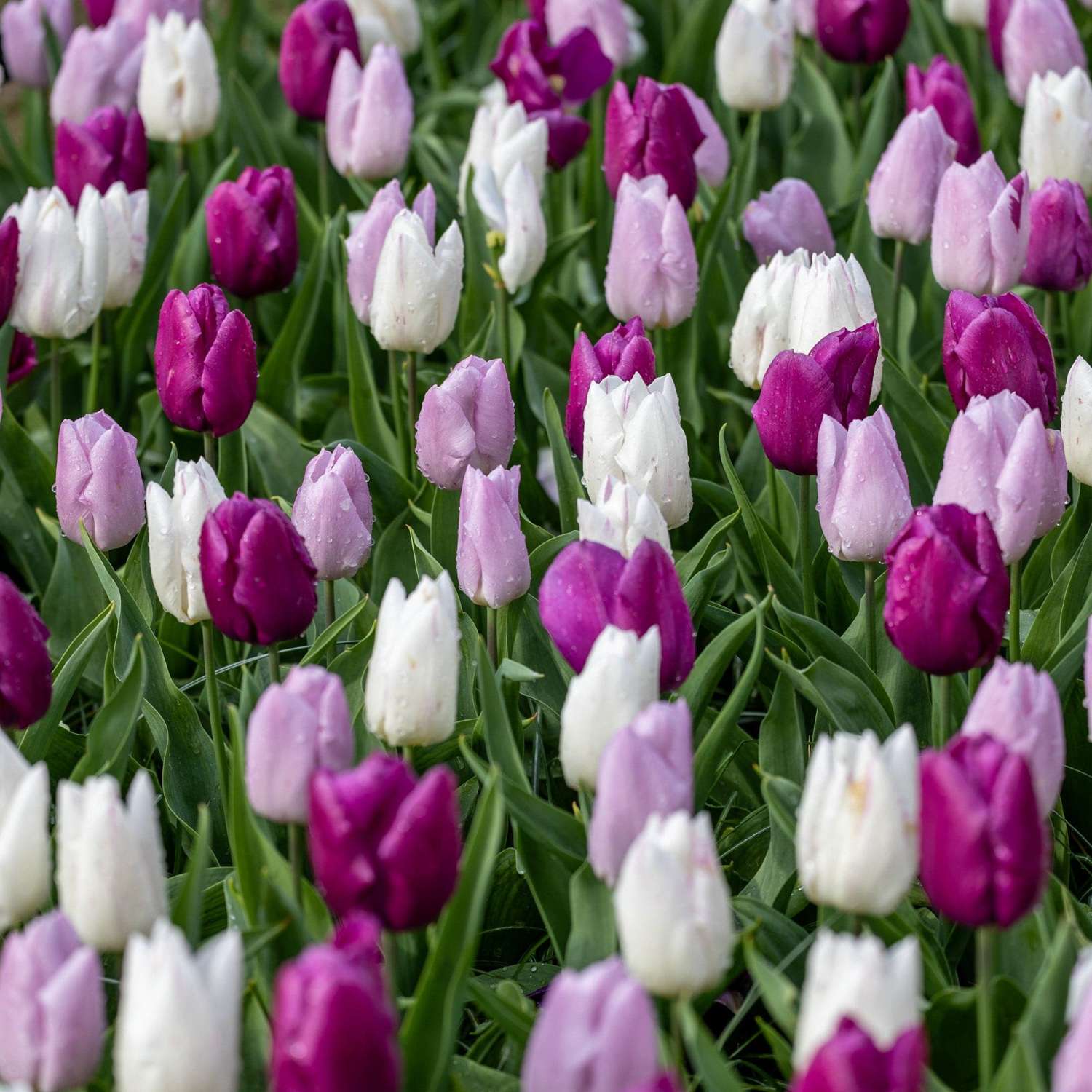 Tulpenmischung 'Prince Mix' - Tulipanblanding