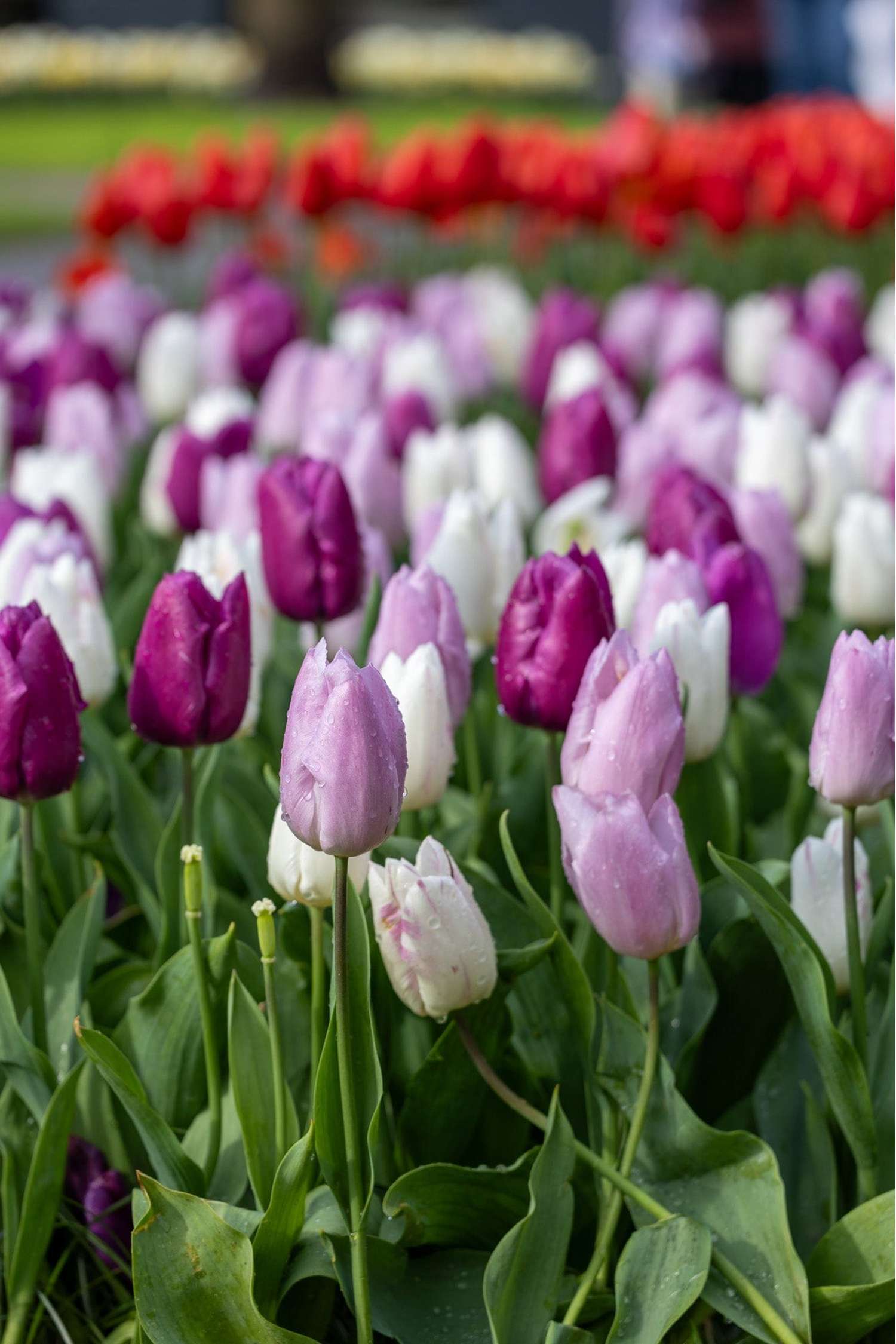 Tulpenmischung 'Prince Mix' - Tulipanblanding