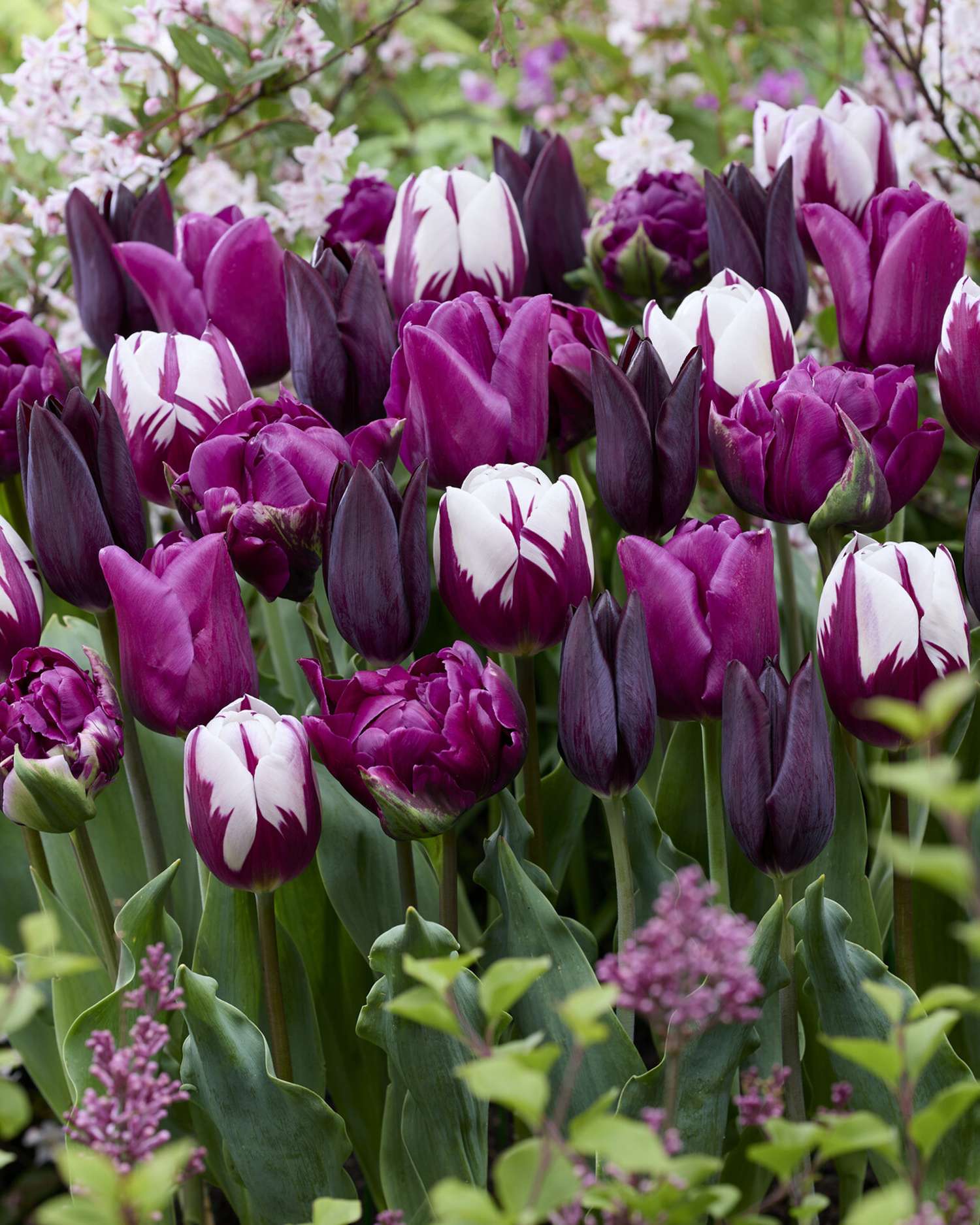 Tulpenmischung 'Purple Velvet' - Tulipanblanding