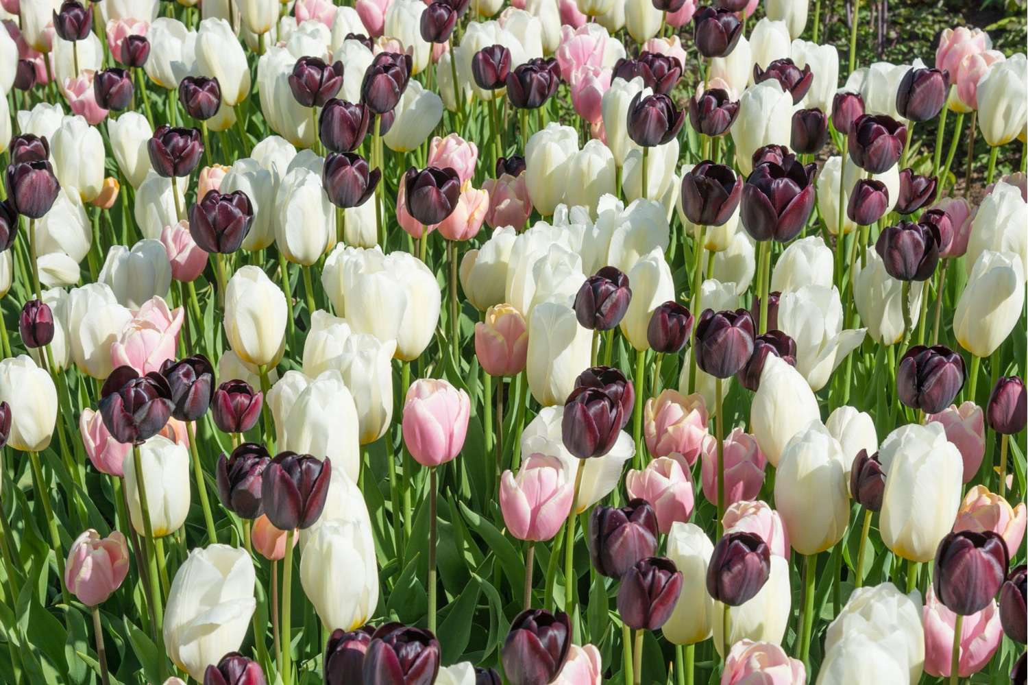 Tulpenmischung 'Snowfall Kiss' - Tulipanblanding