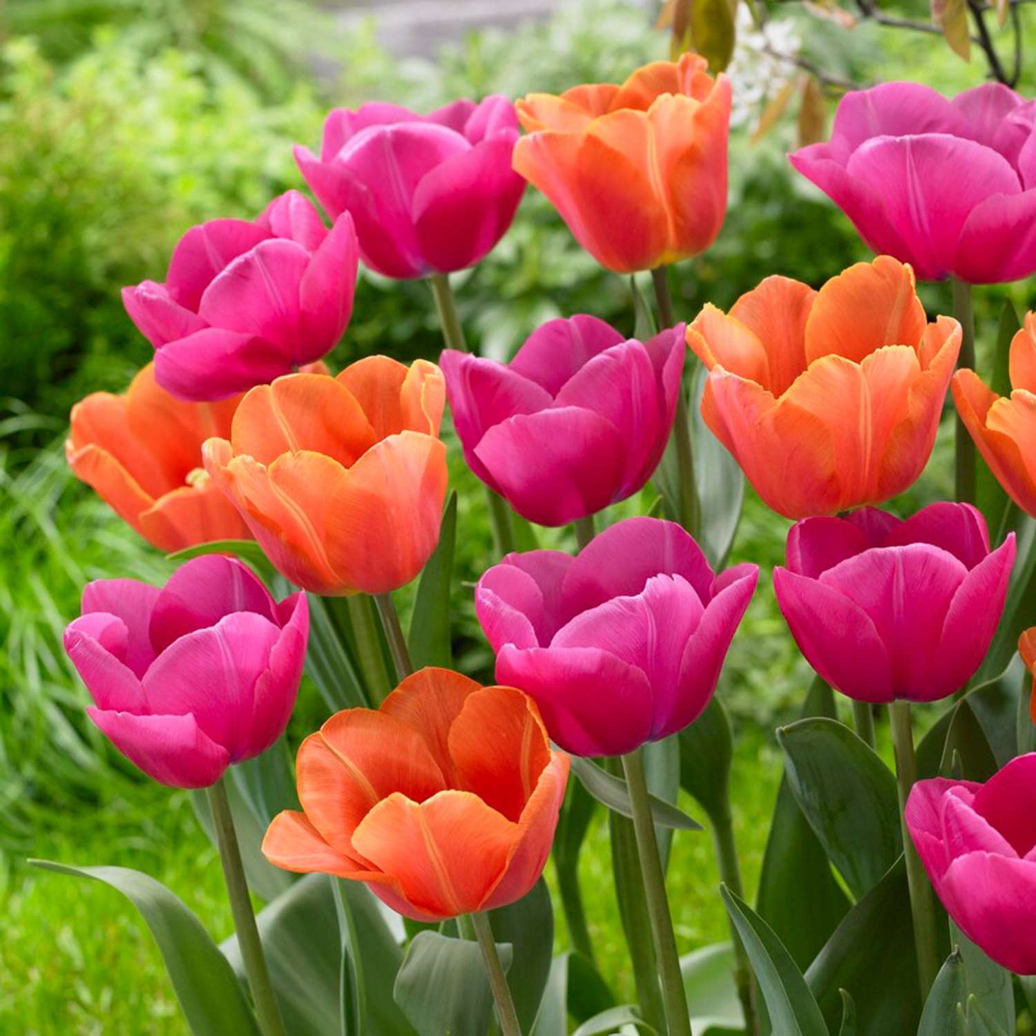 Tulpenmischung 'Tessa' - Løgblanding