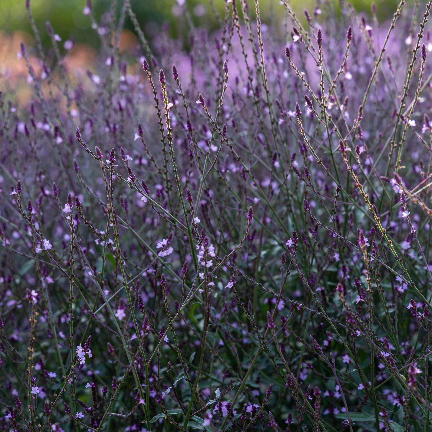 Verbene 'Bampton' (Samen)
