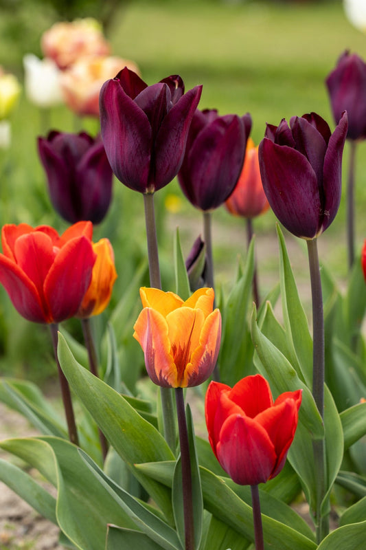 Warmtönige Tulpenmischung