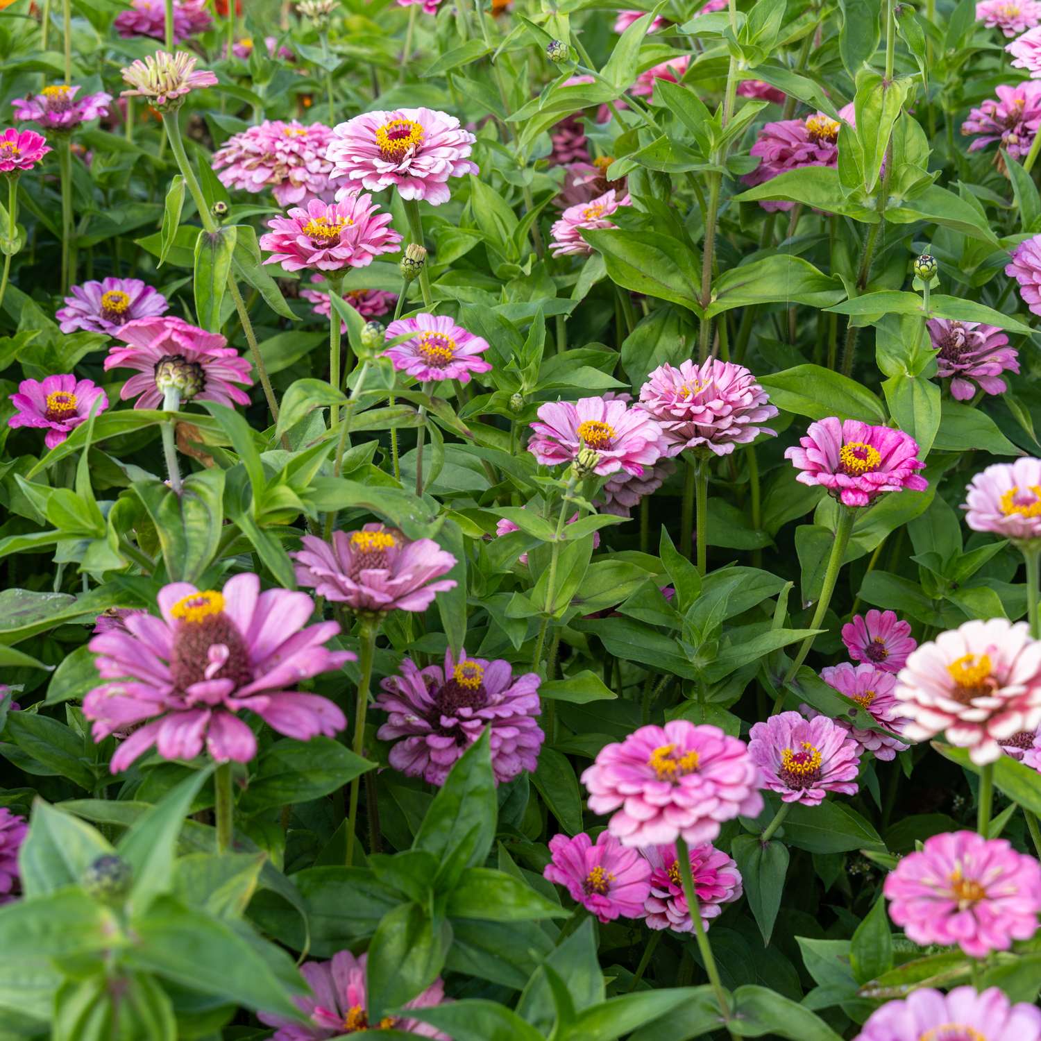 Zinnie 'Benarys Giant Bright Pink' (Samen)