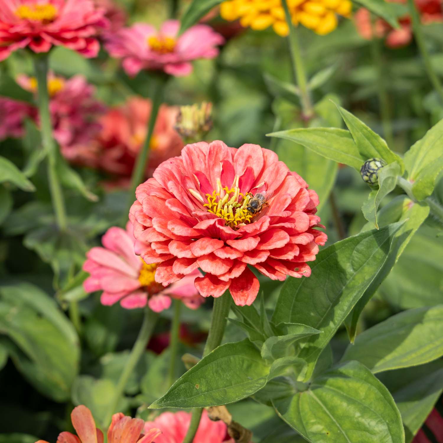 Zinnie 'Benarys Giant Carmine' (Samen)