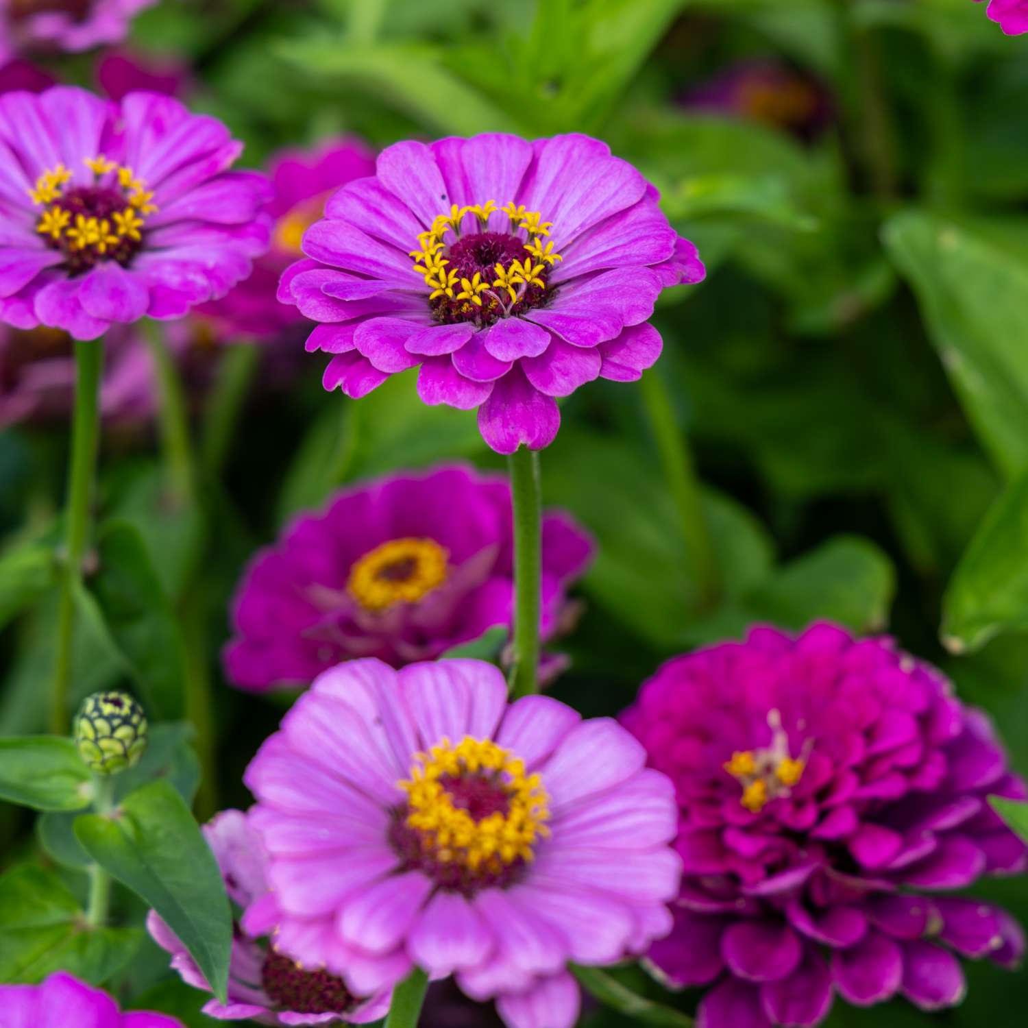 Zinnie 'Benarys Giant Lilac' (Samen)
