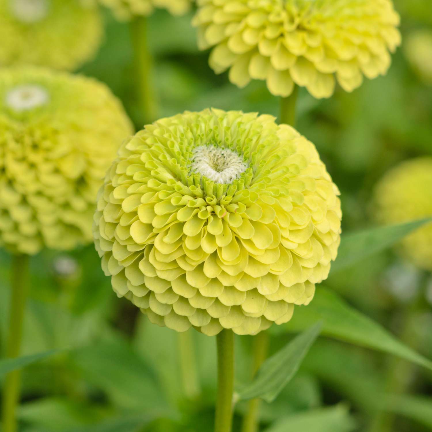 Zinnie 'Benarys Giant Lime' (Samen)