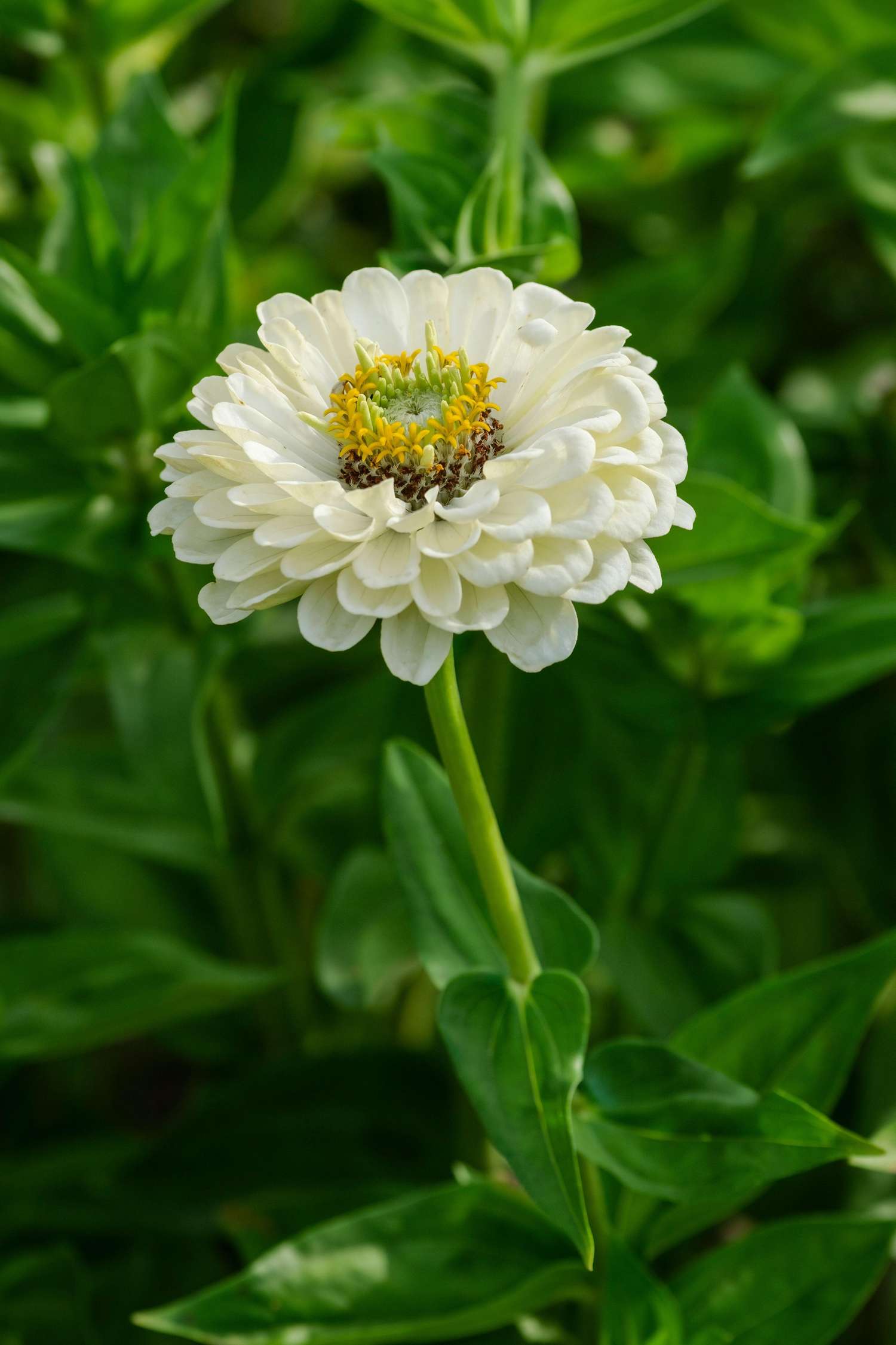 Zinnie 'Benarys Giant White' (Samen)