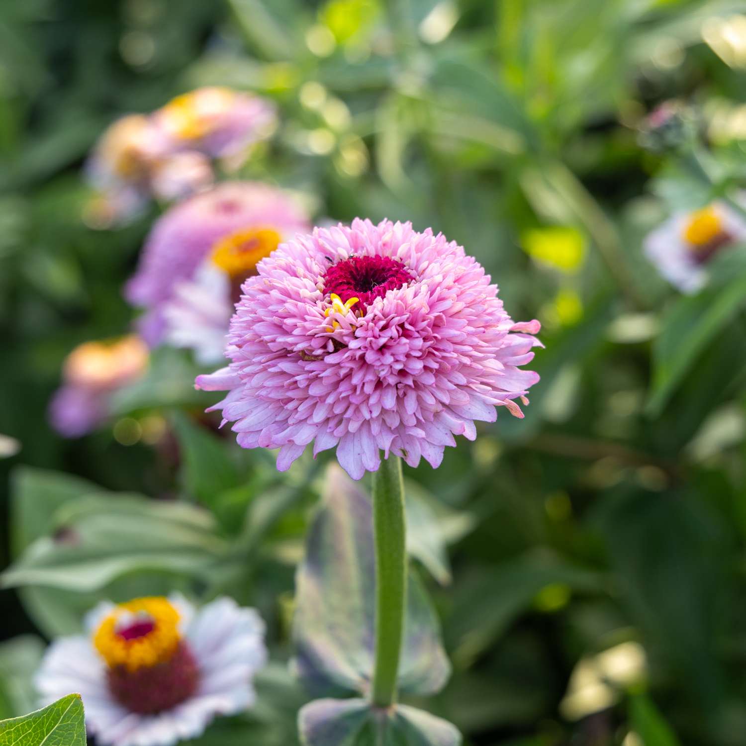 Zinnie 'Zinderella Lilac' (Samen)