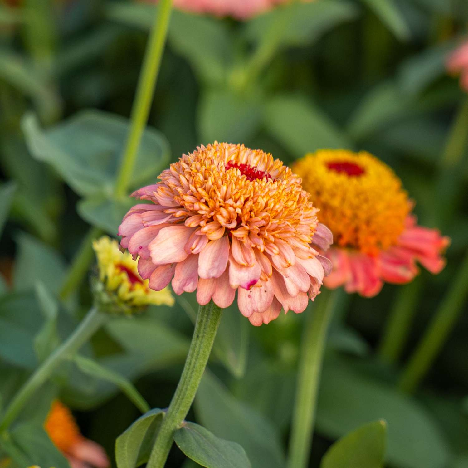 Zinnie 'Zinderella Peach' (Samen)