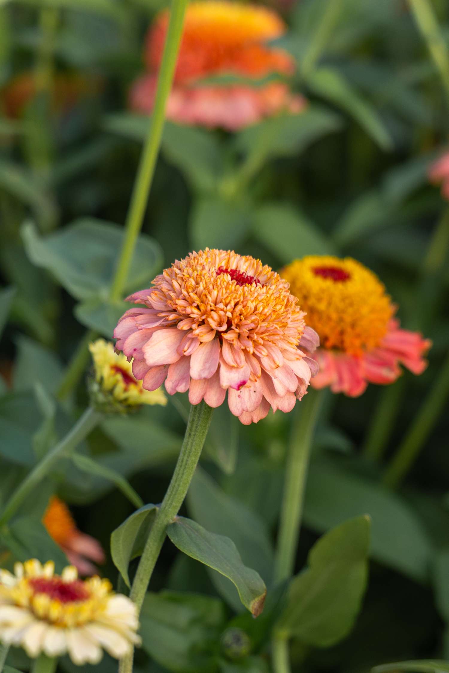Zinnie 'Zinderella Peach' (Samen)