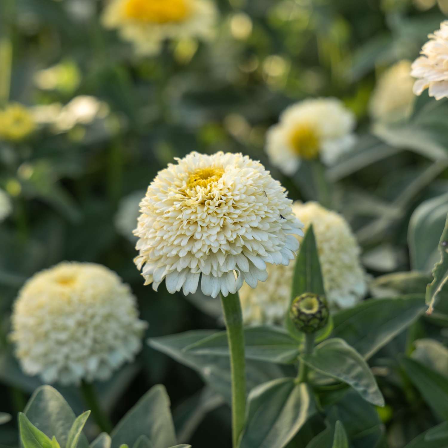 Zinnie 'Zinderella White' (Samen)
